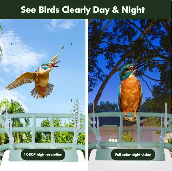 Solar-Powered Waterproof Bird Feeder with Camera - Emporium WRJJ